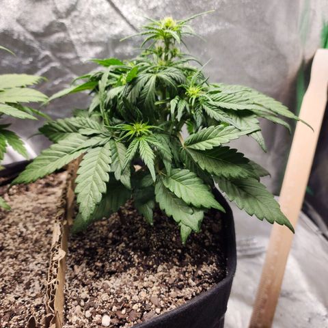 Nia growlog timeline photo