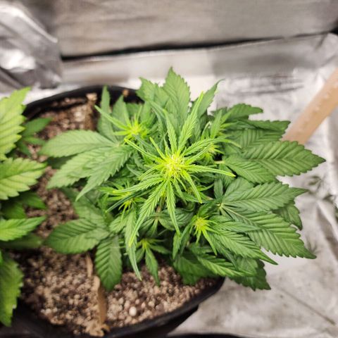 Nia growlog timeline photo