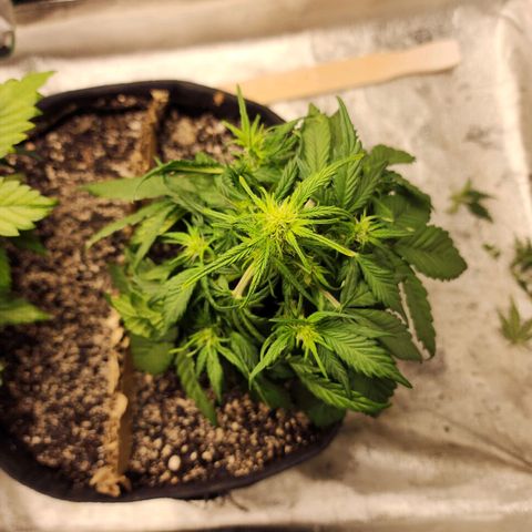 Nia growlog timeline photo