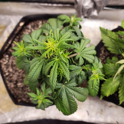 Adīne growlog timeline photo