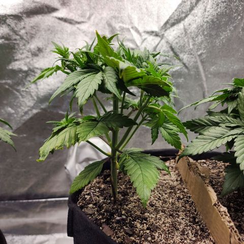 Rei growlog timeline photo