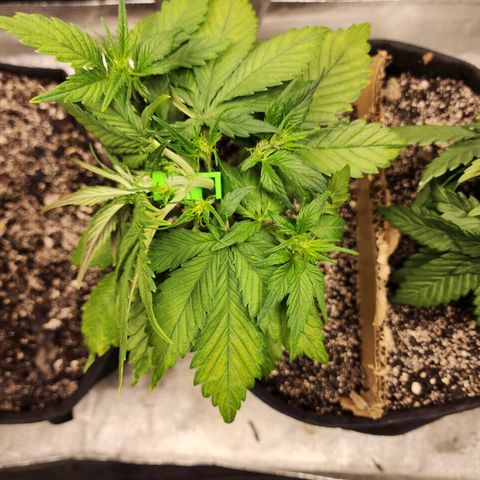 Rei growlog timeline photo