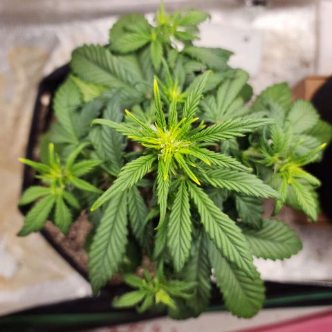 Adīne growlog timeline photo