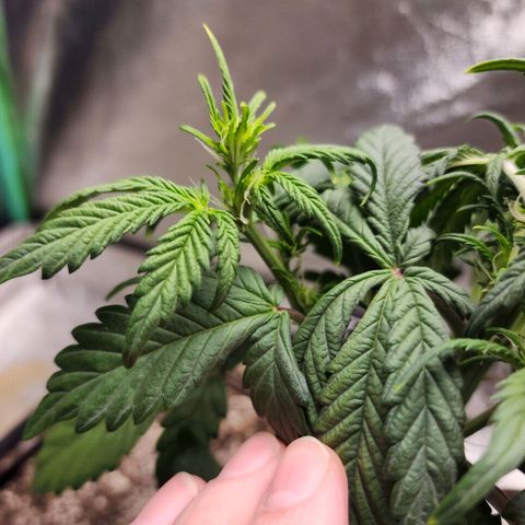Adīne growlog timeline photo