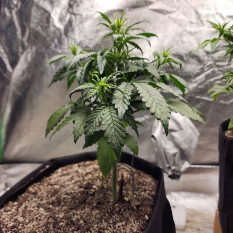 Adīne growlog timeline photo