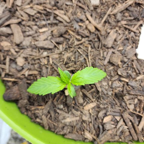 Tak growlog timeline photo