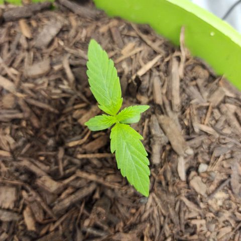 Gaz growlog timeline photo