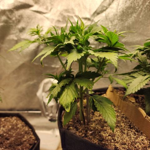 Rei growlog timeline photo