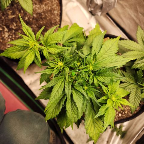 Rei growlog timeline photo