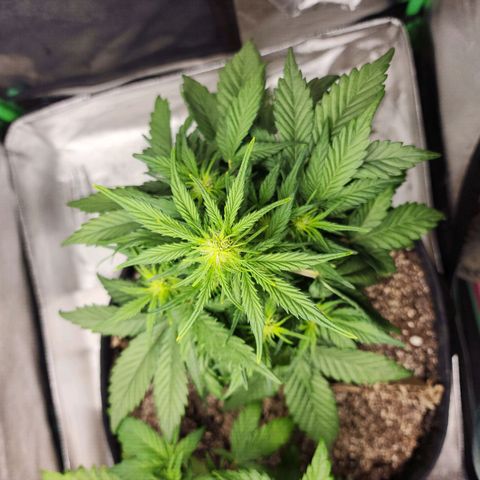 Nia growlog timeline photo