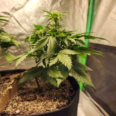Nia growlog timeline photo