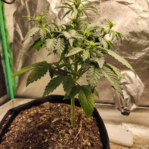 Adīne growlog timeline photo