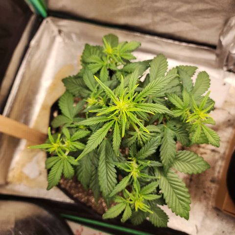 Adīne growlog timeline photo