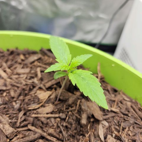 Gaz growlog timeline photo