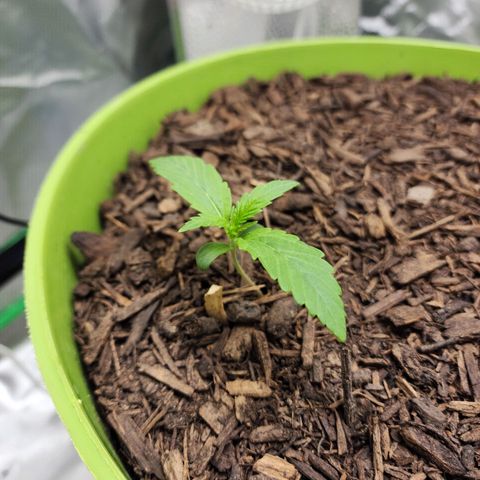 Tak growlog timeline photo