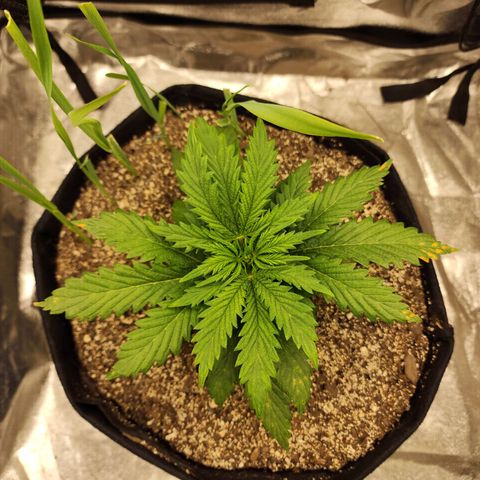 Livia growlog timeline photo