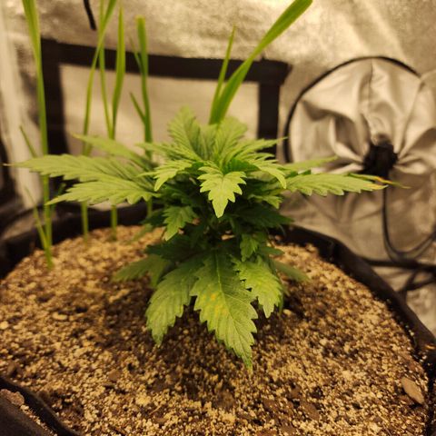 Livia growlog timeline photo