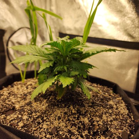 Livia growlog timeline photo