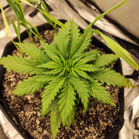Livia growlog timeline photo