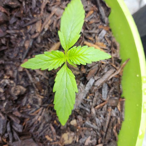 Gaz growlog timeline photo