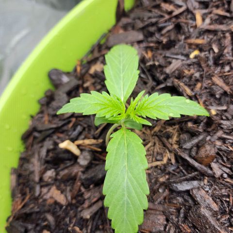 Tak growlog timeline photo