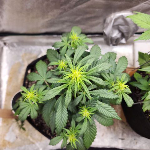 Adīne growlog timeline photo