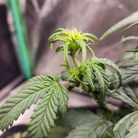 Adīne growlog timeline photo