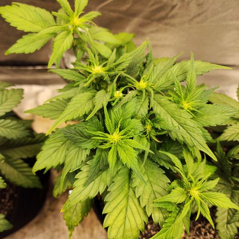 Rei growlog timeline photo