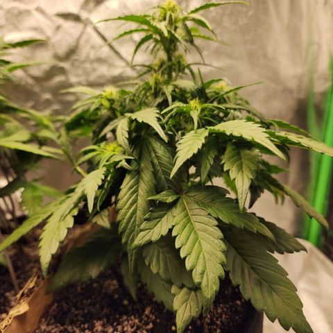 Nia growlog timeline photo