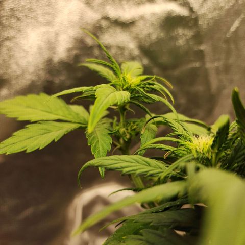 Rei growlog timeline photo