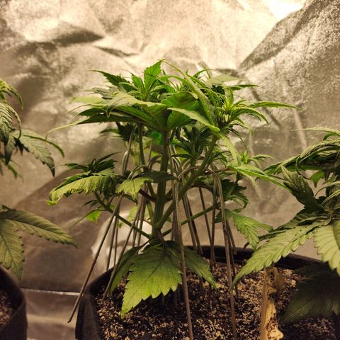 Rei growlog timeline photo