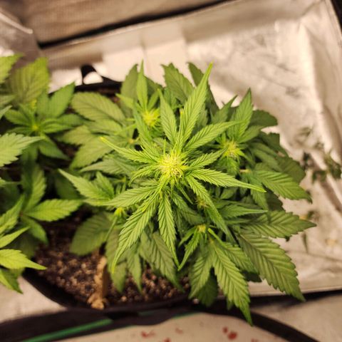 Nia growlog timeline photo