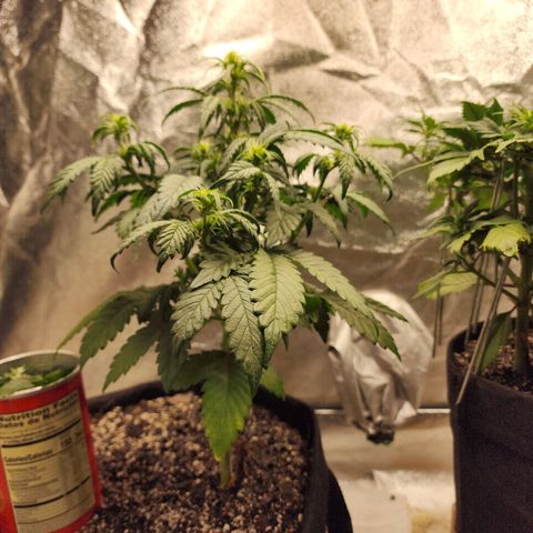 Adīne growlog timeline photo
