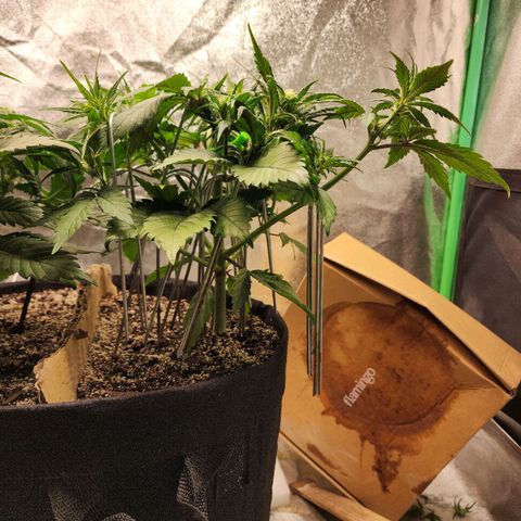 Rei growlog timeline photo