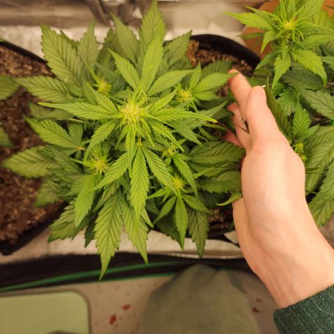 Nia growlog timeline photo