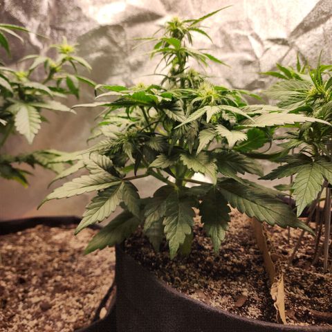 Nia growlog timeline photo
