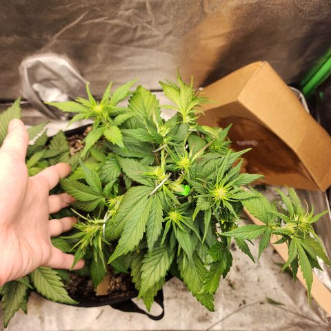 Rei growlog timeline photo