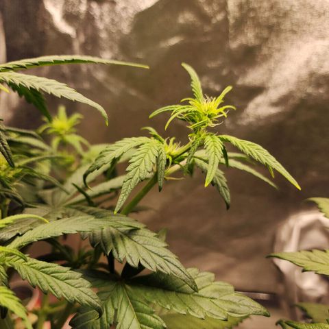 Adīne growlog timeline photo