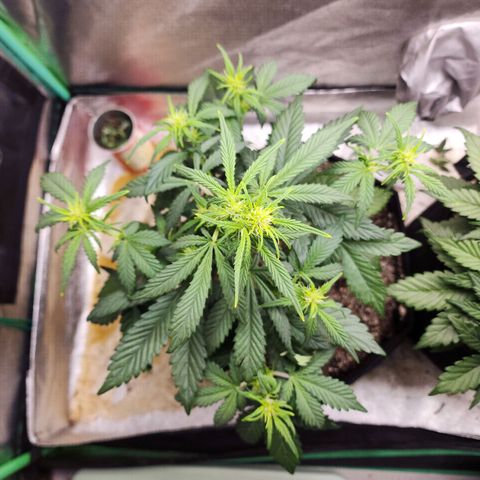 Adīne growlog timeline photo