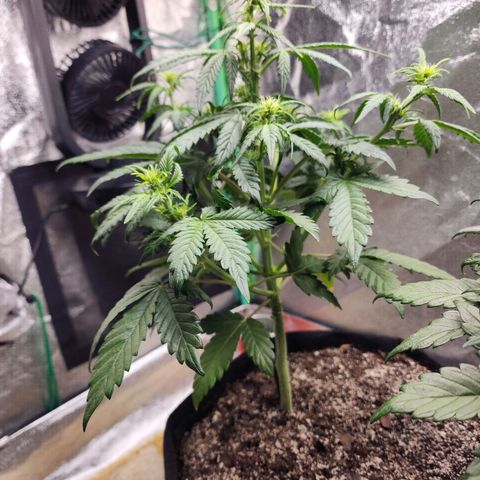 Adīne growlog timeline photo