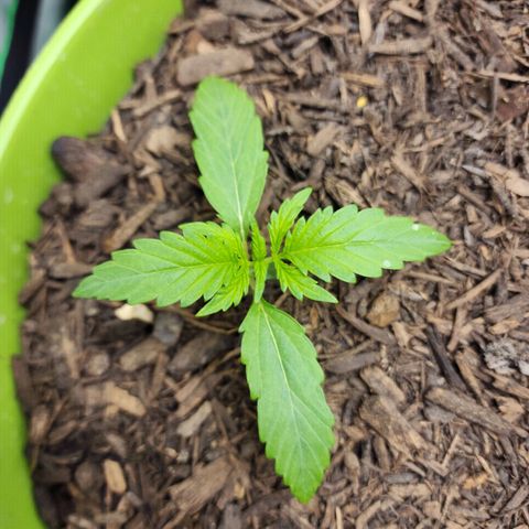 Tak growlog timeline photo
