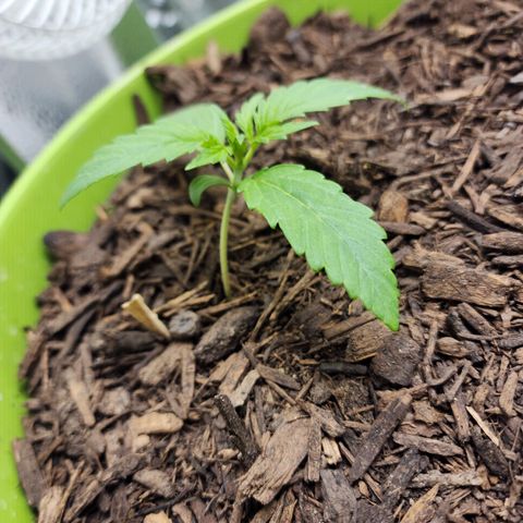 Tak growlog timeline photo