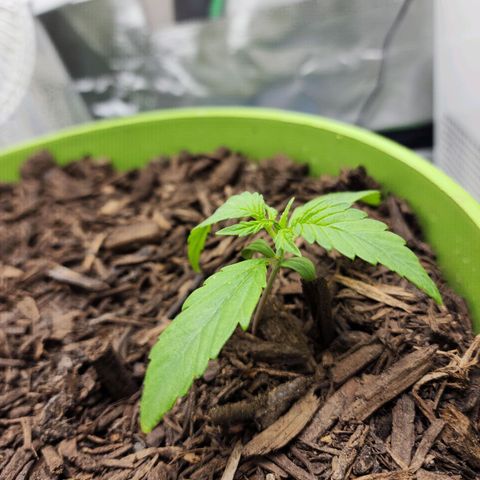 Gaz growlog timeline photo
