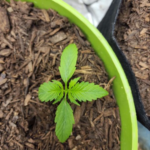 Gaz growlog timeline photo