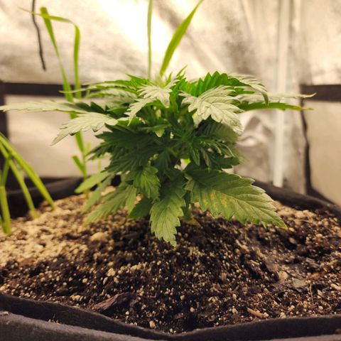 Livia growlog timeline photo