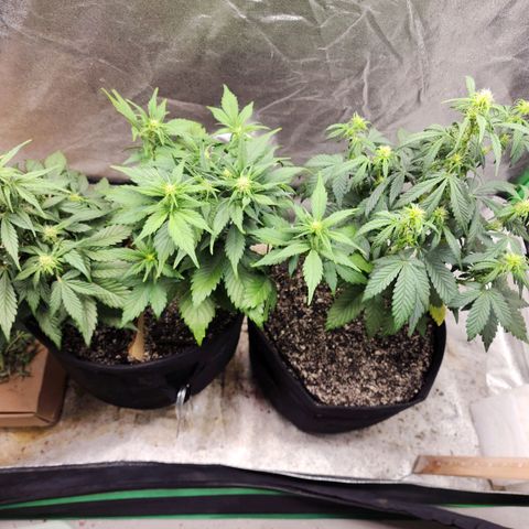 Adīne growlog timeline photo