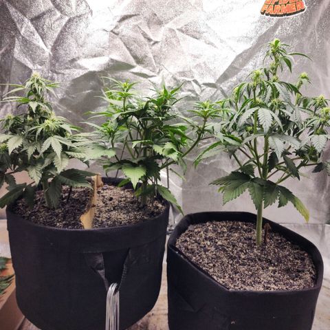 Adīne growlog timeline photo