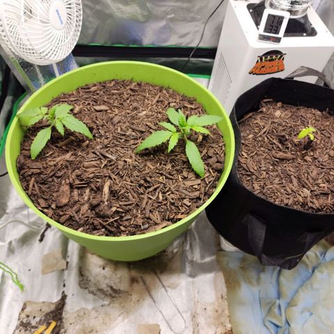 Tak growlog timeline photo