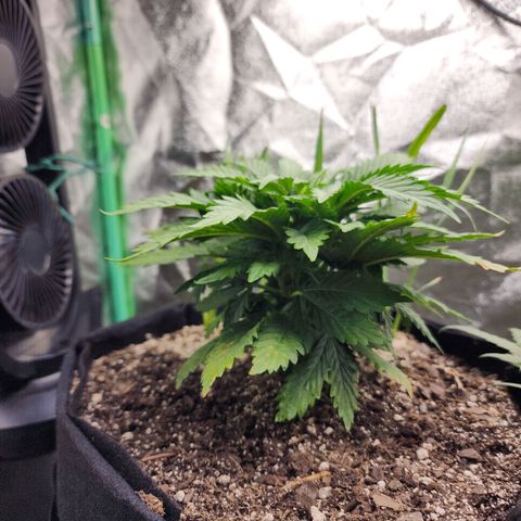 Livia growlog timeline photo