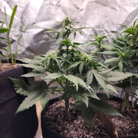 Rei growlog timeline photo